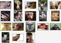 Wacky Animals Screensaver pour mac