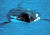 Free Blue Whales Screensaver pour mac
