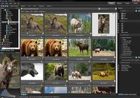 ACDSee Pro Photo Manager