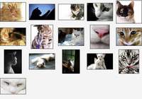 Cute Kitties Screensaver pour mac