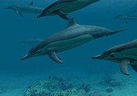 Dolphins 3D Screensaver pour mac
