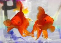 Free Goldfish Screensaver pour mac