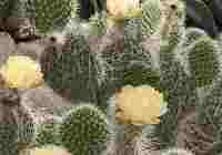 Flowering Cacti Screensaver pour mac
