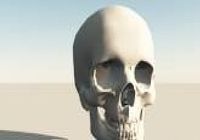 Crâne 3D pour mac