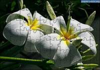 Puzzle Fleur 1