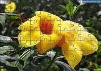 Puzzle Fleur 2