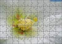Puzzle Fleur 4 pour mac
