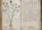 Télécharger Le manuscrit de Voynich